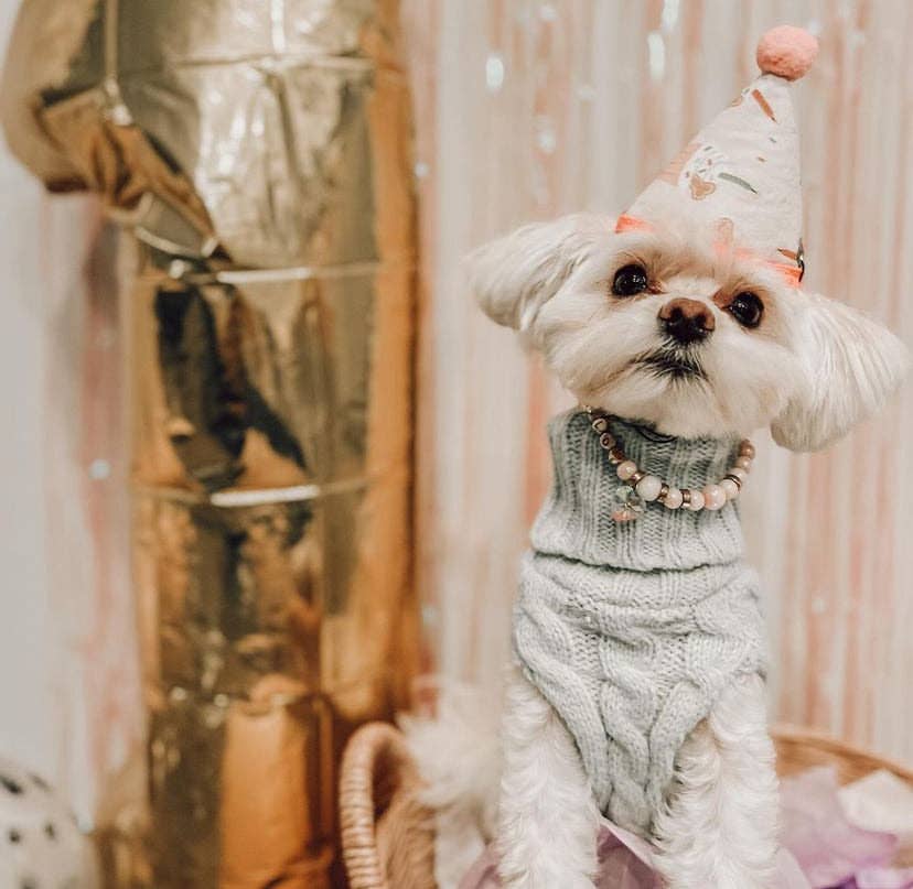 PAWTY! dog party hat with cakes and hats dog birthday accessory — doggish