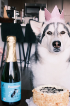 Dog Wine Bundle | Rose, Sauv, Pawsecco — Yappy Hour pet lovers